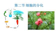 高中生物第2节 细胞的分化背景图课件ppt