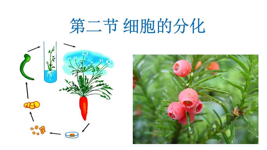 高中生物人教版 (新課標(biāo)) 必修1課件  6.2 細(xì)胞的分化第1頁