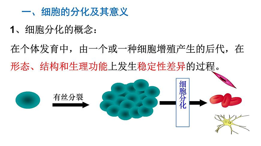 高中生物人教版 (新課標(biāo)) 必修1課件  6.2 細(xì)胞的分化第4頁