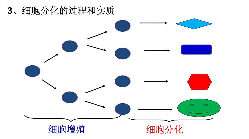 高中生物人教版 (新課標(biāo)) 必修1課件  6.2 細(xì)胞的分化第7頁