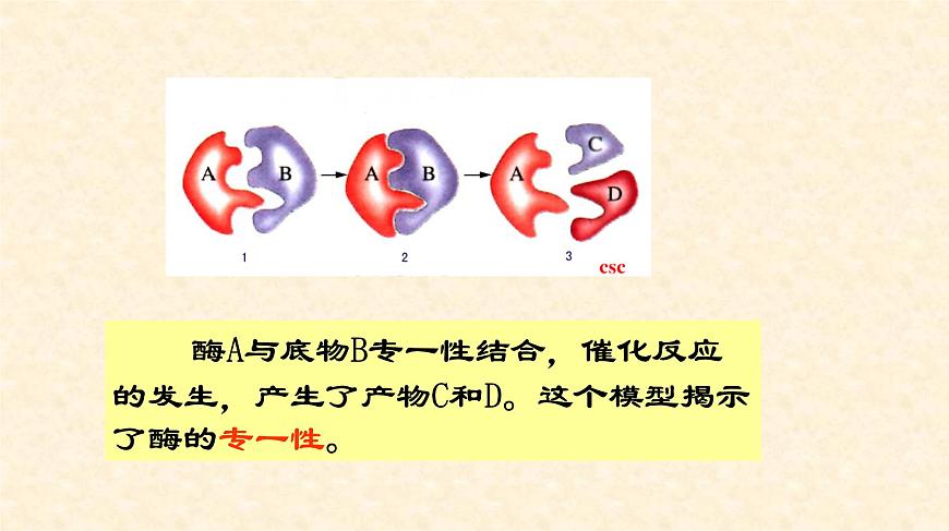 高中生物人教版 (新課標(biāo)) 必修1課件  5.1 降低化學(xué)反應(yīng)活化能的酶（第二課時(shí)）第6頁(yè)