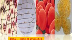 高中生物人教版 (新课标)必修1《分子与细胞》第2节 细胞的多样性和统一性背景图课件ppt