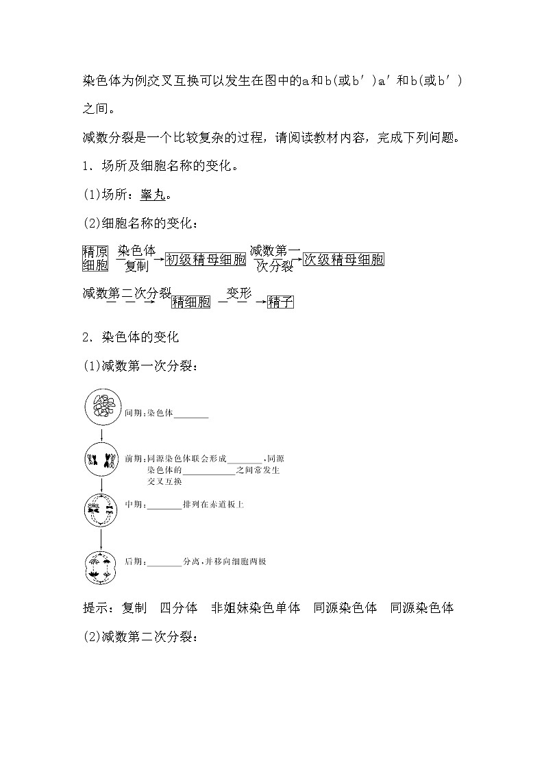 人教版高中生物必修2《遺傳與進化》2.1 減數(shù)分裂和受精作用（1）導學案第3頁
