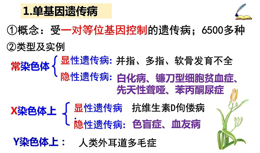 高中生物人教版 (新課標(biāo)) 必修2課件 5.3 人類遺傳?。?）第7頁(yè)