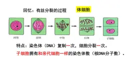 高中生物人教版 (新课标) 必修2课件 2.1 减数分裂和受精作用（1）