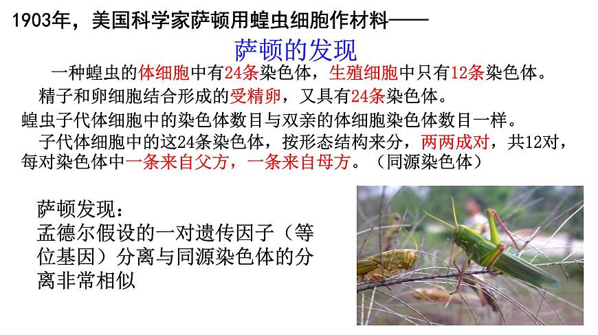 高中生物人教版 (新課標(biāo))必修2課件 2.2 基因在染色體上第5頁