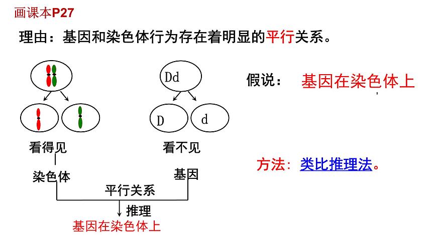 高中生物人教版 (新課標(biāo))必修2課件 2.2 基因在染色體上第7頁