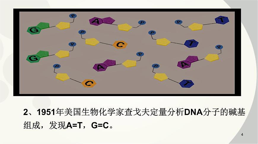 高中生物人教版 (新課標(biāo))必修2課件 3.2 DNA分子的結(jié)構(gòu)第4頁