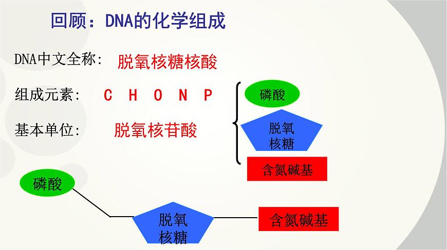 高中生物人教版 (新課標(biāo))必修2課件 3.2 DNA分子的結(jié)構(gòu)第8頁