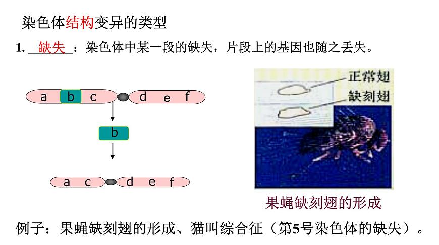 高中生物人教版 (新課標(biāo))必修2課件 5.2 染色體變異（1）第3頁