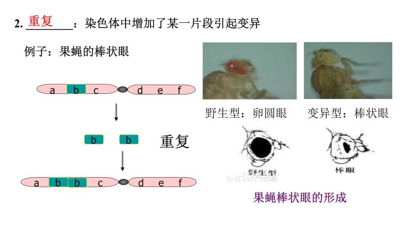 高中生物人教版 (新课标)必修2课件 5.2 染色体变异（1）05