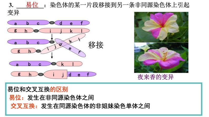 高中生物人教版 (新课标)必修2课件 5.2 染色体变异（1）06