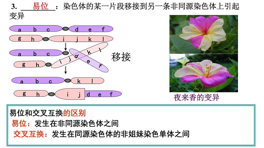 高中生物人教版 (新課標(biāo))必修2課件 5.2 染色體變異（1）第6頁