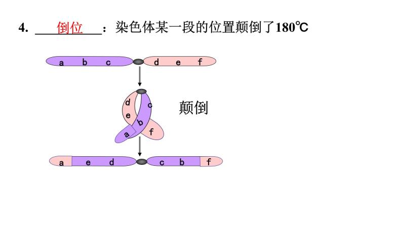 高中生物人教版 (新课标)必修2课件 5.2 染色体变异（1）07