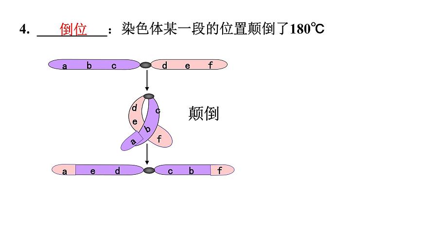 高中生物人教版 (新課標(biāo))必修2課件 5.2 染色體變異（1）第7頁