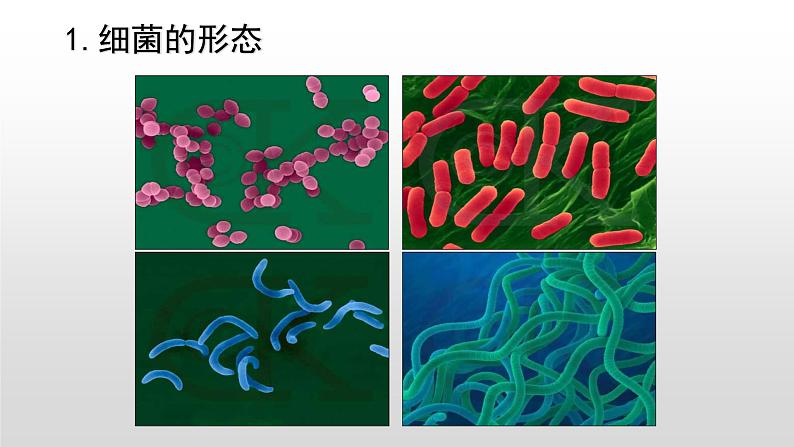 高中生物人教版 (新课标) 选修1 2.1 微生物的实验室培养 课件03