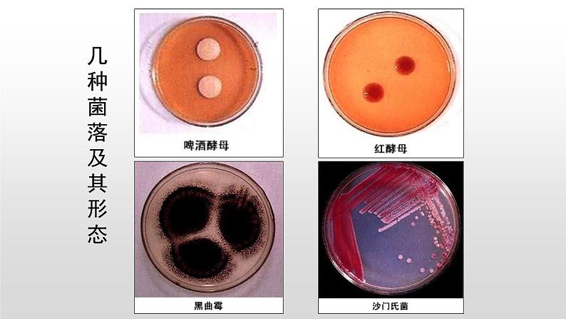 高中生物人教版 (新课标) 选修1 2.1 微生物的实验室培养 课件05