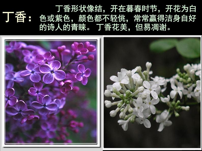 人教版(新课标)必修一第二课《诗二首》之《雨巷》 ppt课件第7页