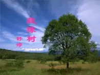 北师大版高中语文必修二 3.致橡树_课件