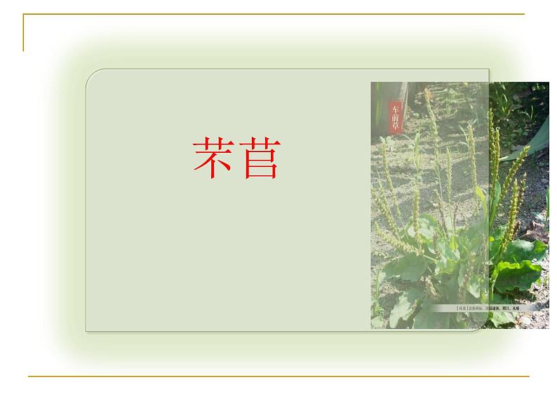 2020-2021学年高中语文部编版必修上册 芣苢 文氏外孙入村收麦 课件(28张)(全国版)第1页