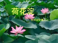 北师大版高中语文必修二 7.荷花淀----白洋淀纪事之二_课件