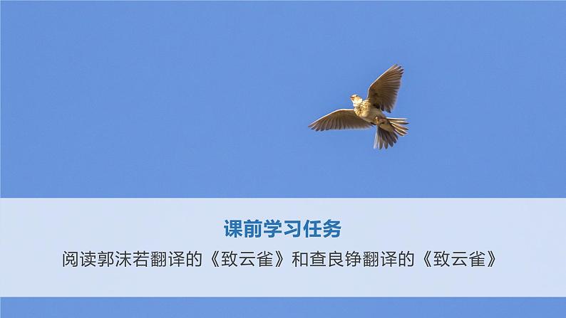 致云雀课件PPT第3页