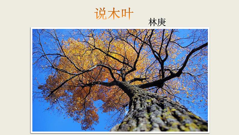 人教部编版高中语文必修下册9. 说“木叶” 课件01