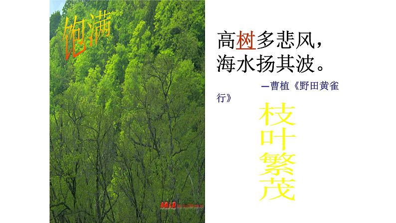 人教部编版高中语文必修下册9. 说“木叶” 课件第8页