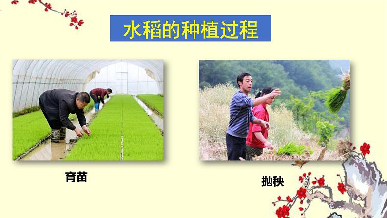 《芣苢》《插秧歌》高中语文统编版必修上册 (10)课件PPT第6页