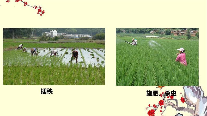 《芣苢》《插秧歌》高中语文统编版必修上册 (10)课件PPT第7页