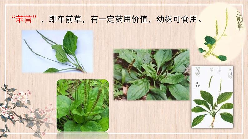 《芣苢》&《插秧歌》课件第3页