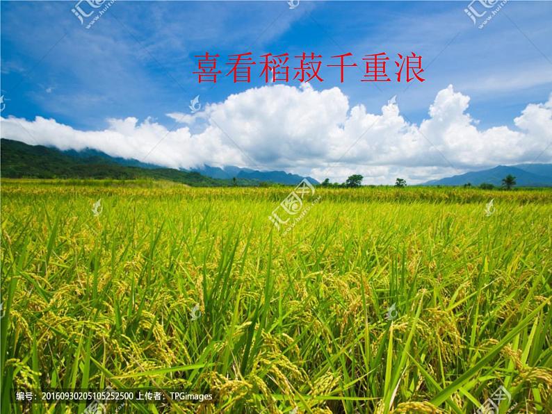 2.4.1喜看稻菽千重浪——统编版(2019)高中语文必修上册课件第1页