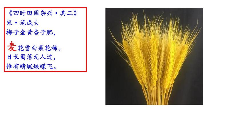 6.2《文氏外孙入村收麦》课件 统编版高中语文必修上册第2页