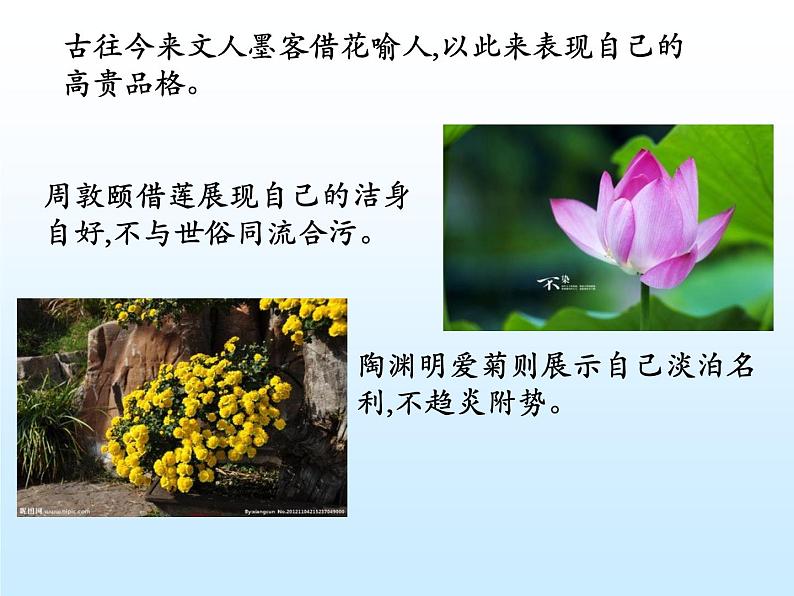 统编版必修上册3.1百合花课件第1页