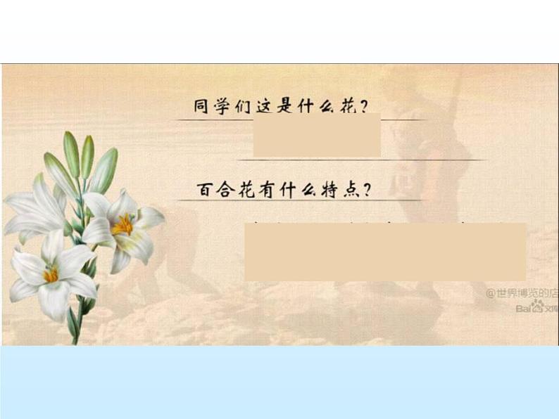 统编版必修上册3.1百合花课件第2页