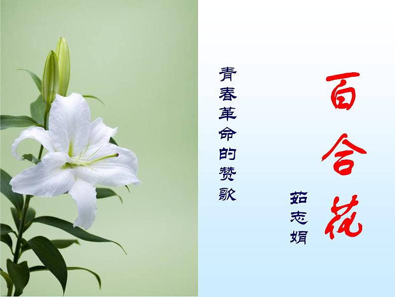 统编版必修上册3.1百合花课件第4页