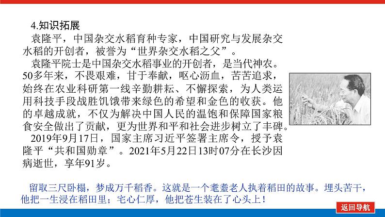 高一年级新教材部编版语文必修上册课件:第4课 喜看稻菽千重浪——记首届国家最高科技奖获得者袁隆平08