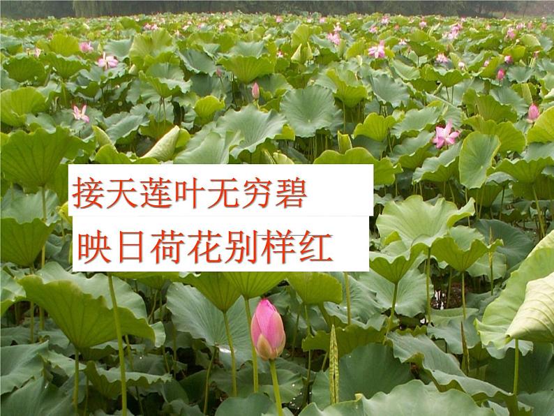 14.2《荷塘月色》课件 2022-2023学年统编版高中语文必修上册第3页