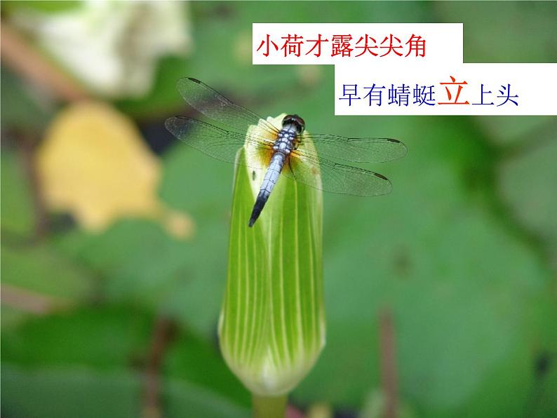 14.2《荷塘月色》课件 2022-2023学年统编版高中语文必修上册第4页