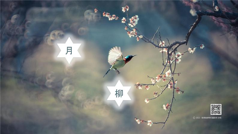 第12课《说木叶》课件第4页
