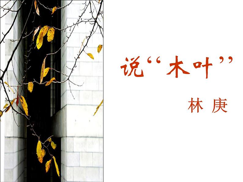 9《说“木叶”》课件2022—2023学年统编版高中语文必修下册03