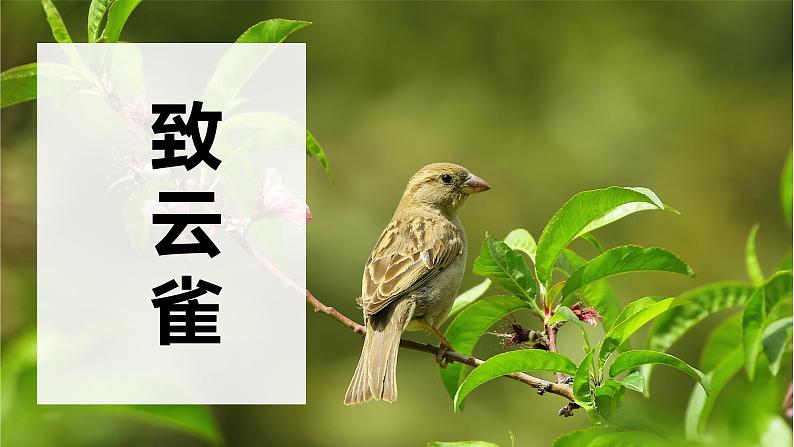 2.4《致云雀》课件 2022-2023学年统编版高中语文必修上册01