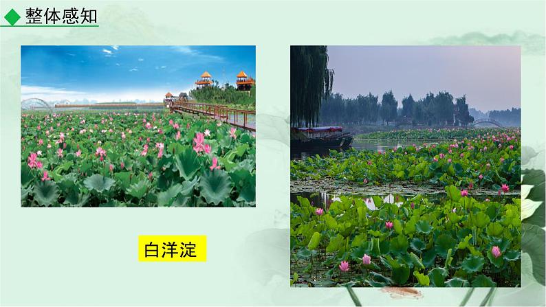 统编版高中语文选择性必修中册《荷花淀》课件第6页