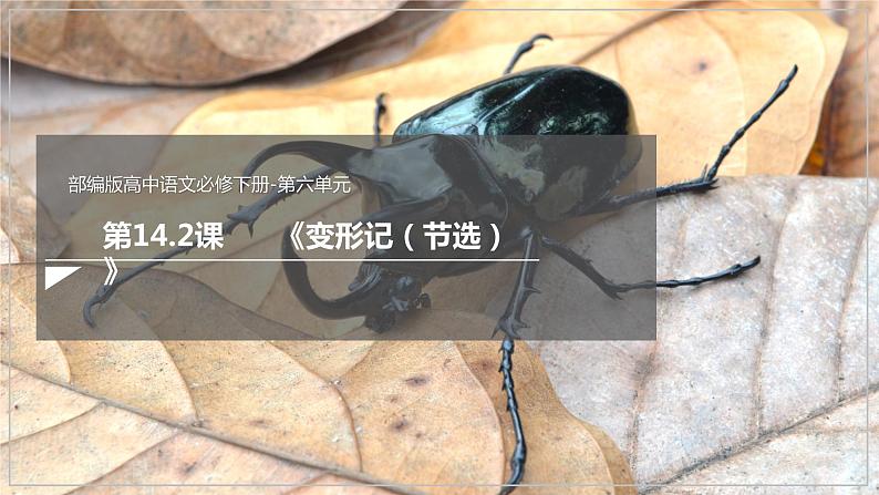 14.2 《变形记(节选)》(课件)02