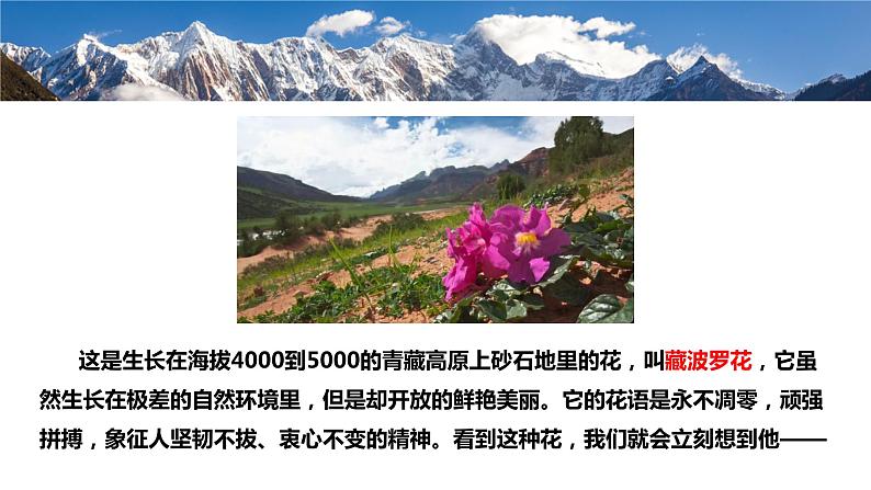 4.3《“探界者”钟扬》(精美课件)-2023-2024学年高一语文同步精品备课(分层练习+精美课件)(统编版必修上册)05