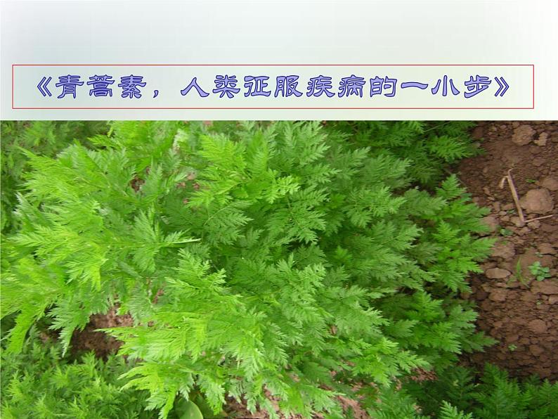 《青蒿素:人类征服疾病的一小步》课件01