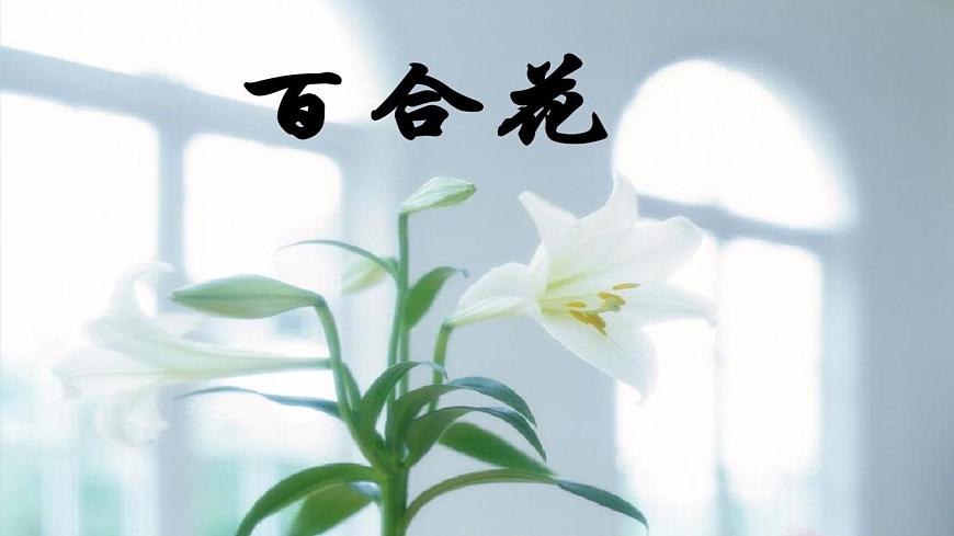 3.1《百合花》PPT第3頁(yè)