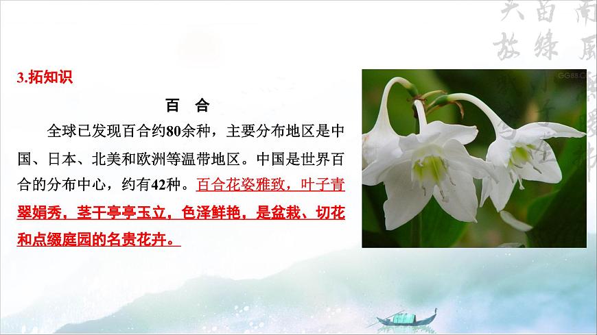3.1《百合花》PPT第6頁(yè)