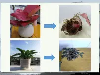 人教统编版选择性必修 下册11 *种树郭橐驼传图文ppt课件