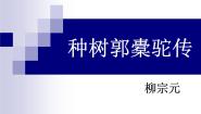 人教统编版选择性必修 下册11 *种树郭橐驼传授课ppt课件